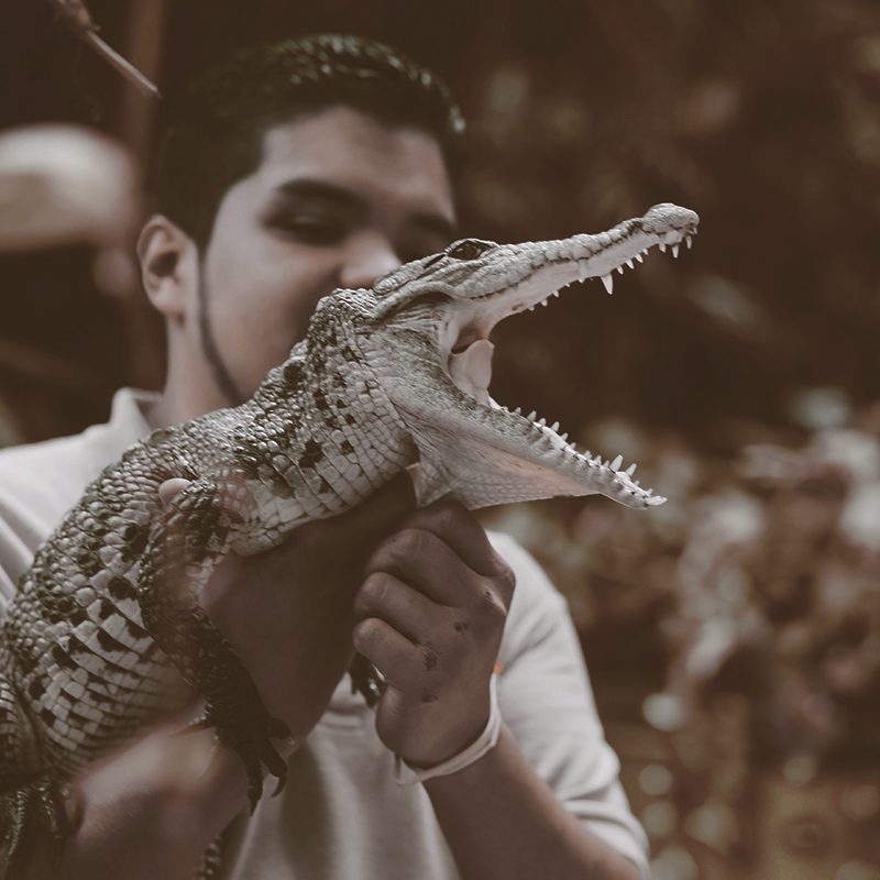 alligator-animal-man-1868861-pexels.jpg